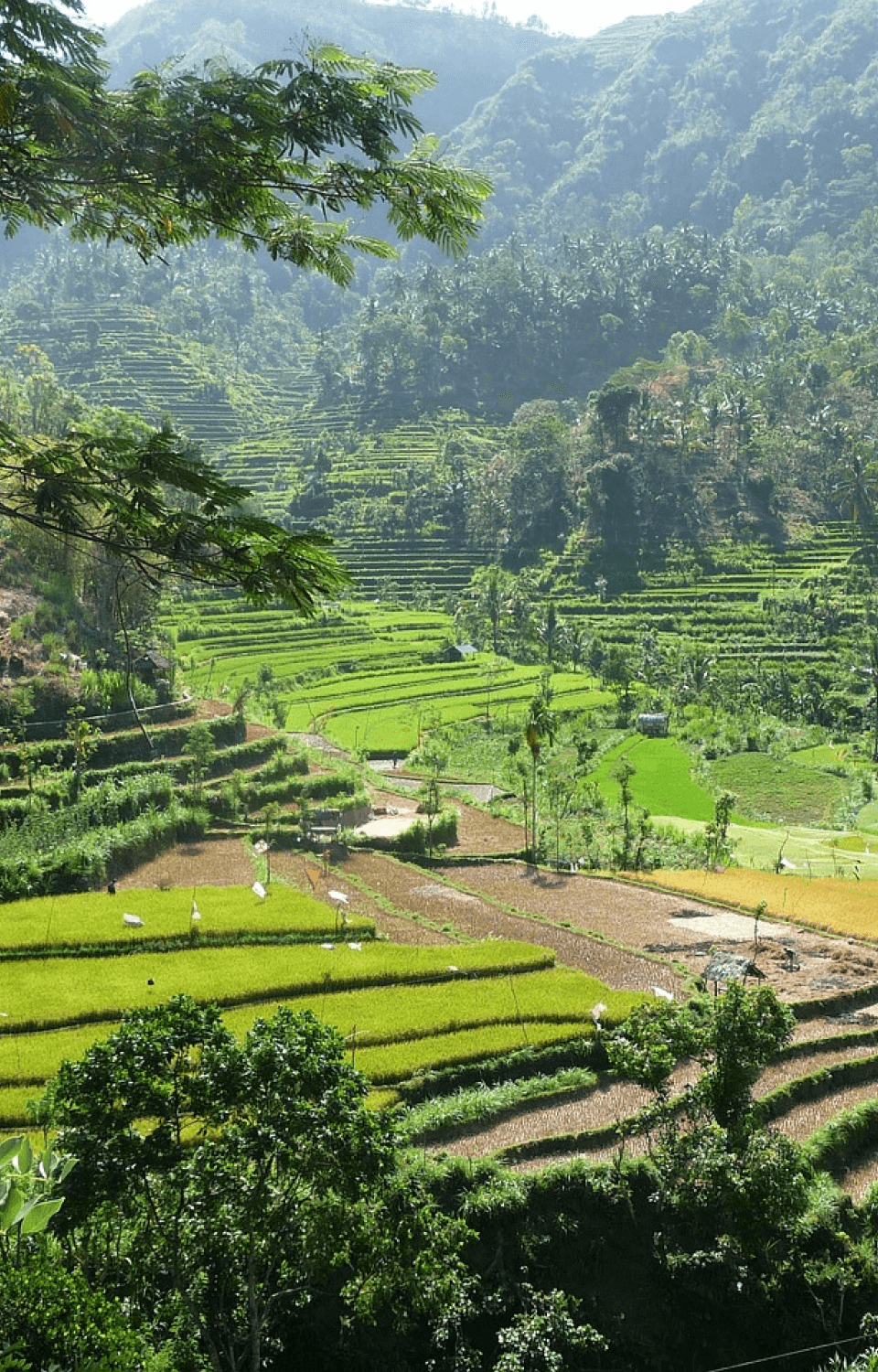 インドネシア風景